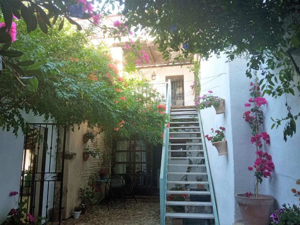 Patio Del Limonero