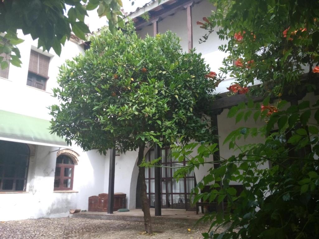 Patio Del Limonero