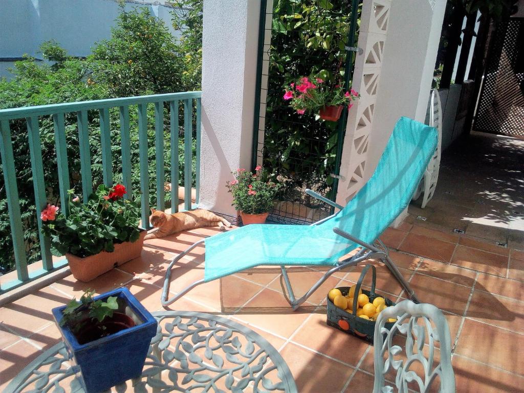 Patio Del Limonero